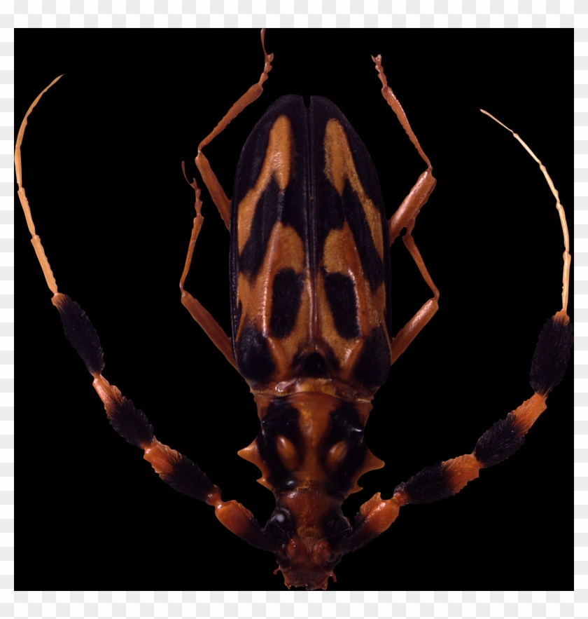 Check Out The Complete Collection Of Insect Free Png - Membrane-winged Insect Clipart #2311791