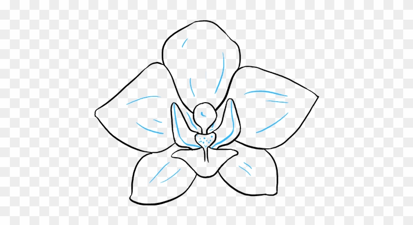 Orchid Flower Drawing - Step By Step Orchid Drawing Clipart
