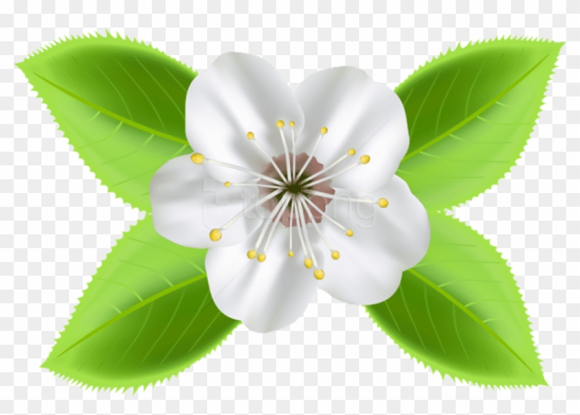 Free Png Download Blooming Spring Flower Png Images - Flor Desabrochou Png Clipart #2313240