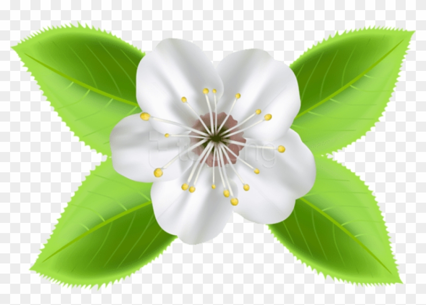 Free Png Download Blooming Spring Flower Png Images - Flor Desabrochou Png Clipart