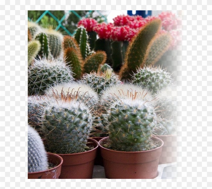 Indoor & Tropical Plants Clipart