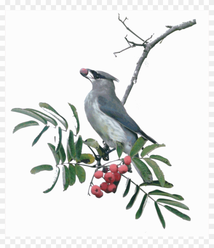 Big Image - Perching Bird Clipart