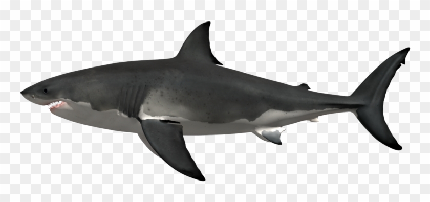 Great White Shark Png - Great White Shark Clipart #2317169