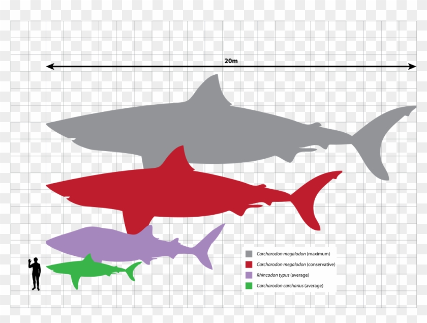 File - Megalodon Scale - Svg - Megalodon Scale Clipart