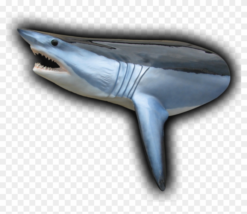 450 Lb Mako Shark Head Mount Fish Replica Clipart #2317374