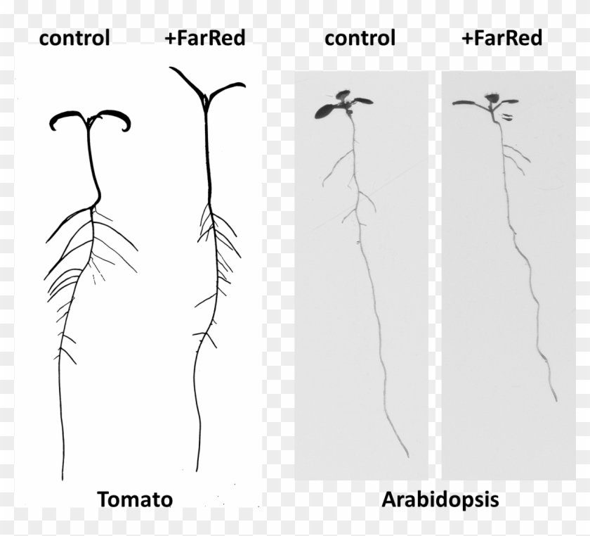 Tomato And Arabidopsis Clipart #2318419