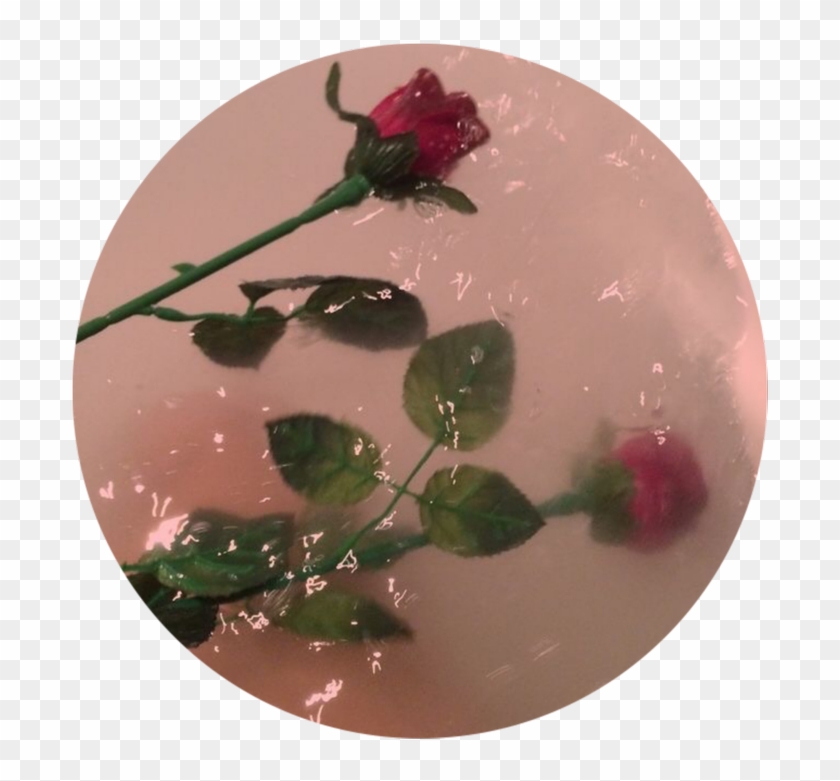 Aesthetic Flowers 🌹💦 Go Follow My Picsart Account - Rose Aesthetic Clipart