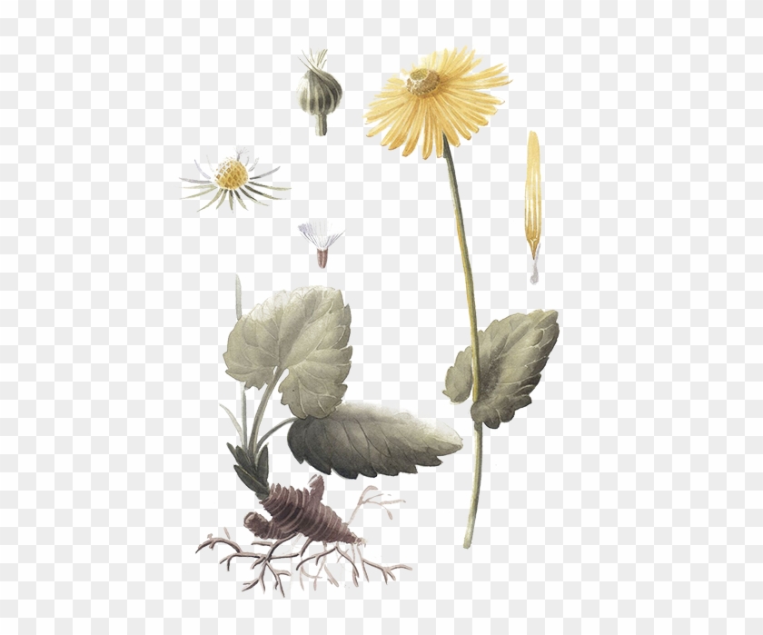 Daisy Clipart #2320812