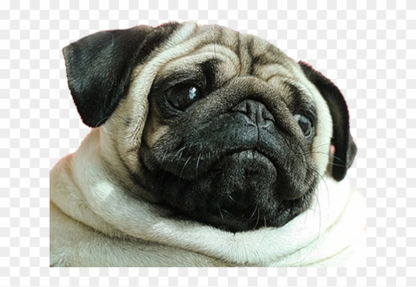 Dog Emoji Png Clipart #2321271