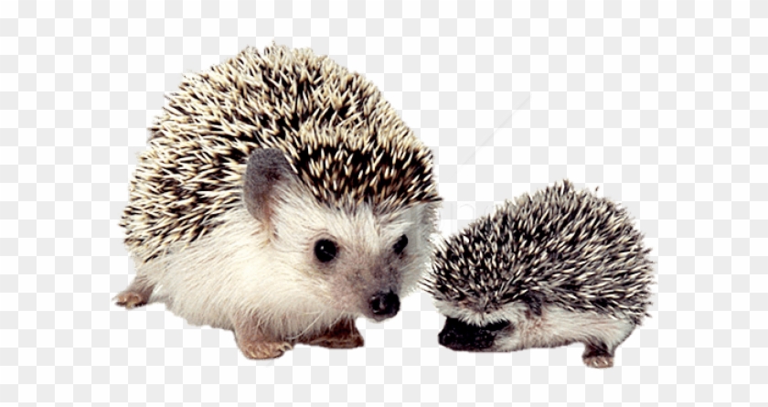Free Png Download Hedgehog Mother And Baby Png Images - Hedgehogs Png Clipart #2323135