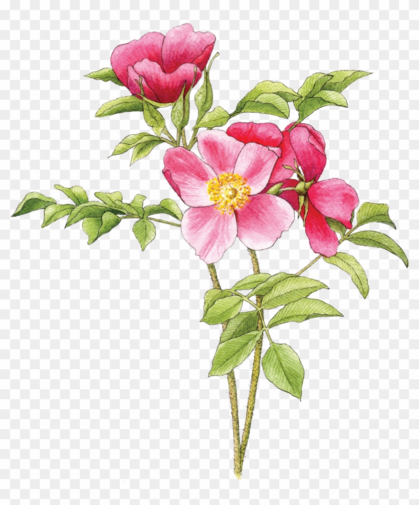 Illustration By Helen Krayenhoff - Rosa Rugosa Png Clipart