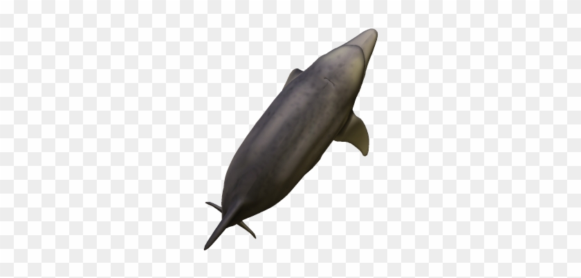 47k Dolphin04 Kpl - Common Bottlenose Dolphin Clipart #2326617