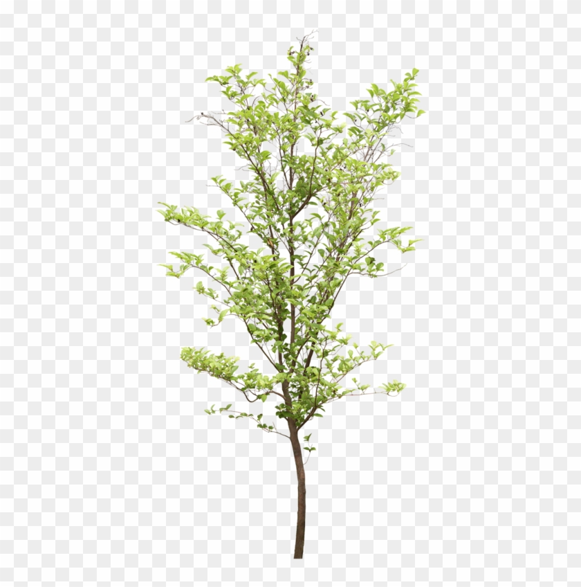 Tubes Arbres Et Verdures Arbre Png, Landscape Elements, - Arbre Psd Clipart