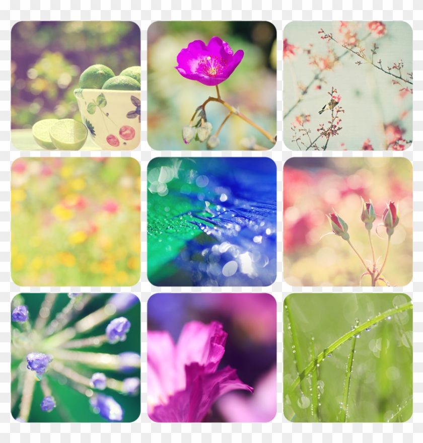 52 - Geranium Clipart #2329347