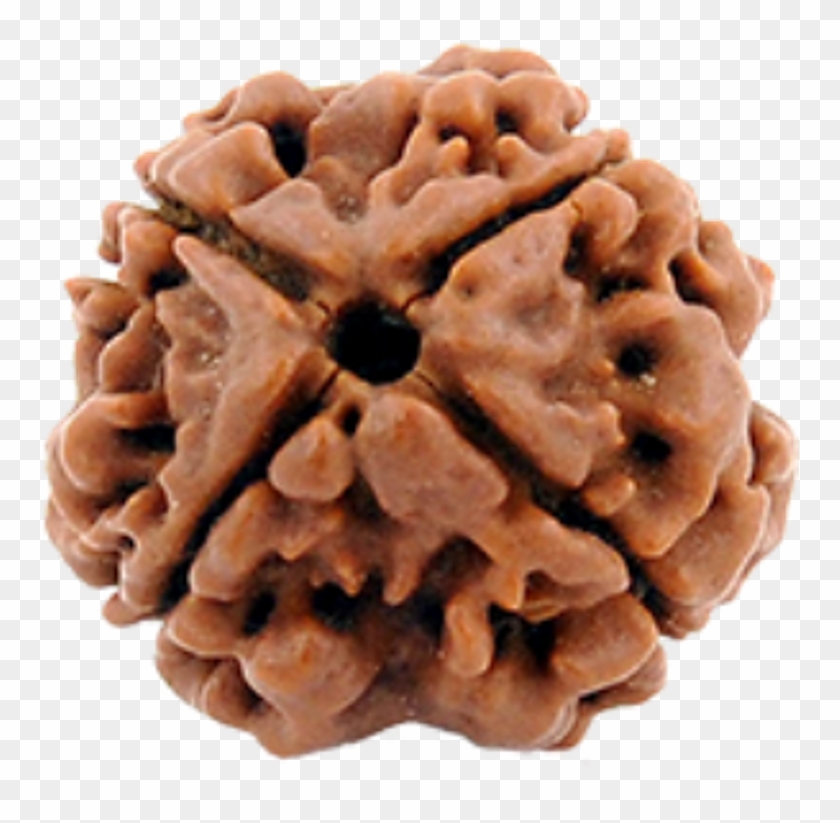 4 Mukhi Rudraksh - Chocolate Clipart
