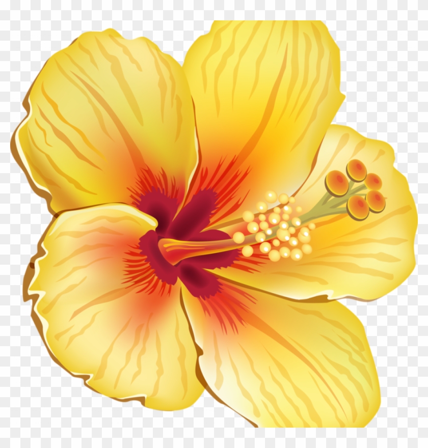Educations Thanksgiving Hibiscus Coloring Pages 7 Blue - Tropical Flowers Clipart Yellow - Png Download