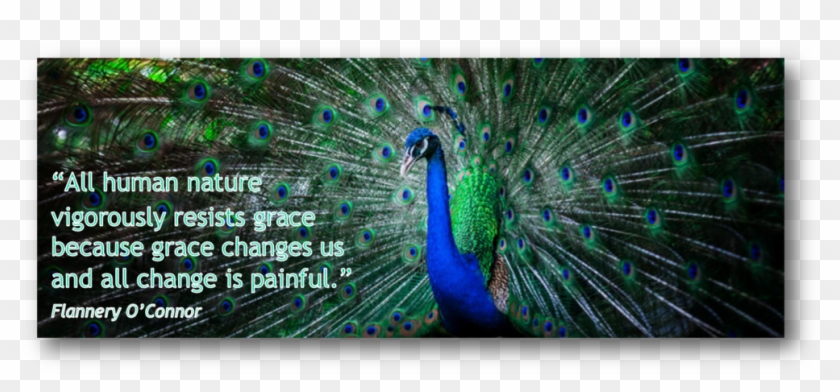 Peacock - Peafowl Clipart