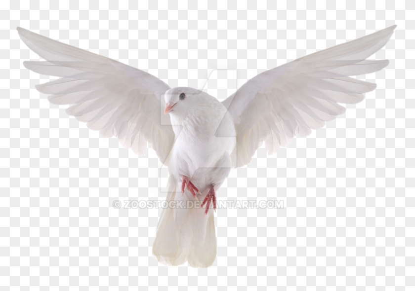 Dove Png Transparent Background - Transparent Background Dove Png Clipart #2333741