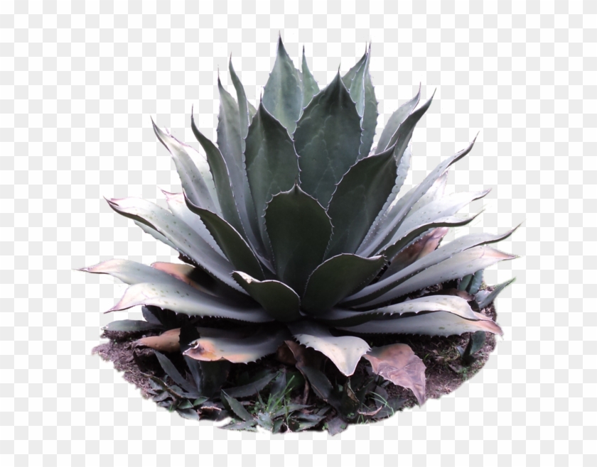 Agave Png - Cactus Plant Png Clipart #2333948