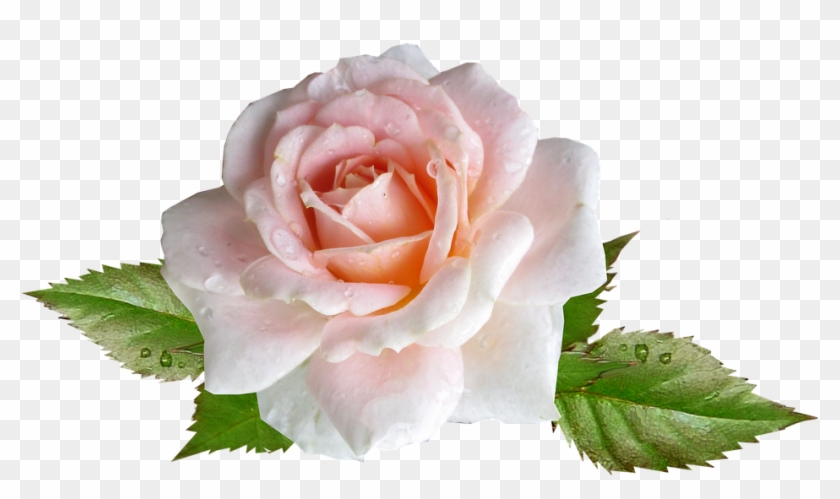 Rose, Pink, Flower, Rain Drops - Hybrid Tea Rose Clipart #2334344
