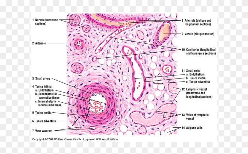 Blood Vessels- Veins, Arteries, Capillaries - Types Of Blood Vessels Histology Clipart #2334396