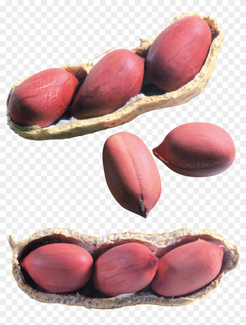 Peanut Clipart #2334586