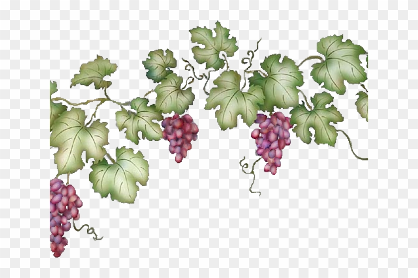 Vineyard Clipart Grape Vine - Grape Vine Clipart Transparent - Png Download #2334754