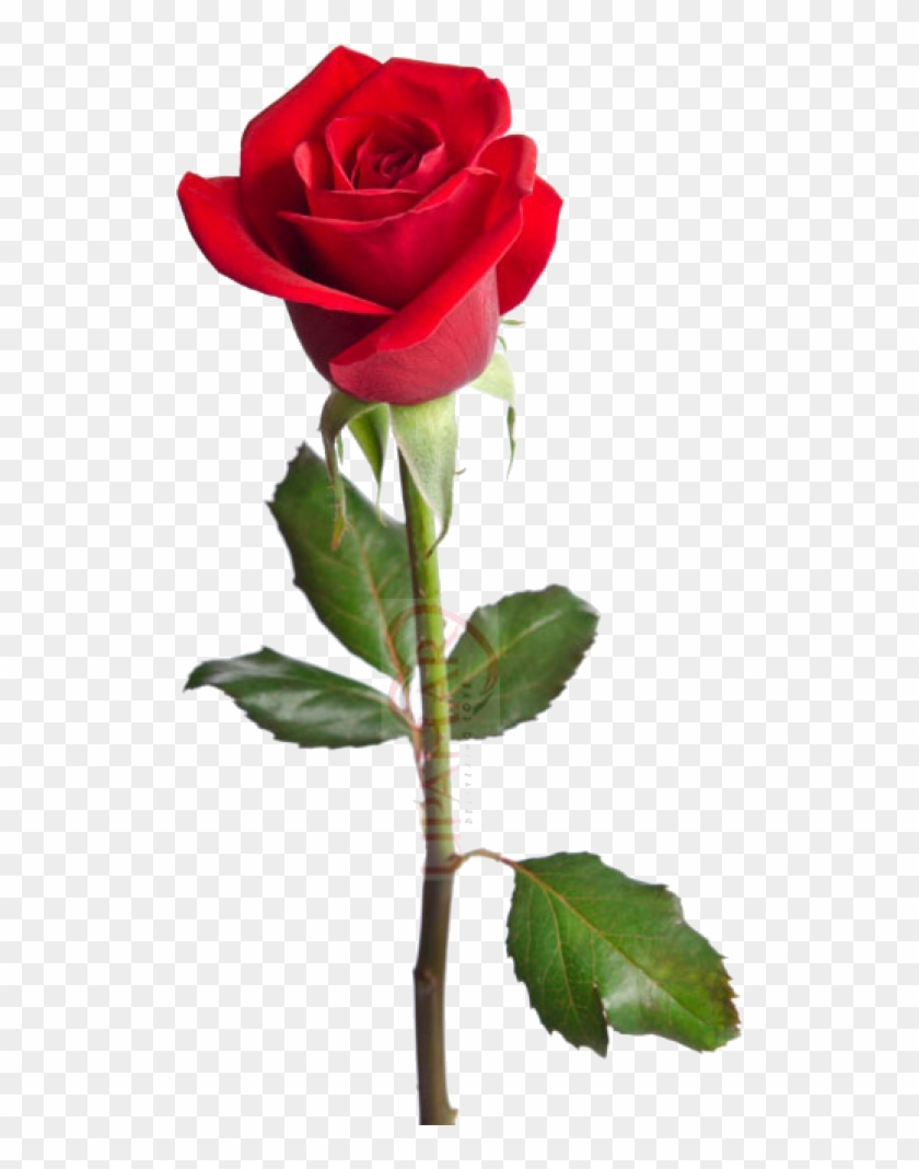 A Rose - Red Rose Happy Birthday Wishes Clipart