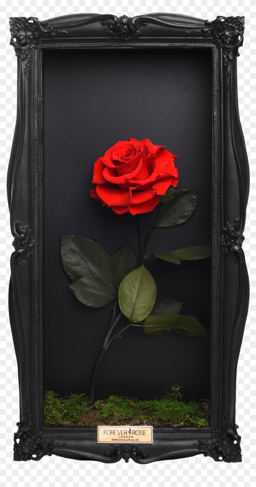 Wall Frame - Floribunda Clipart
