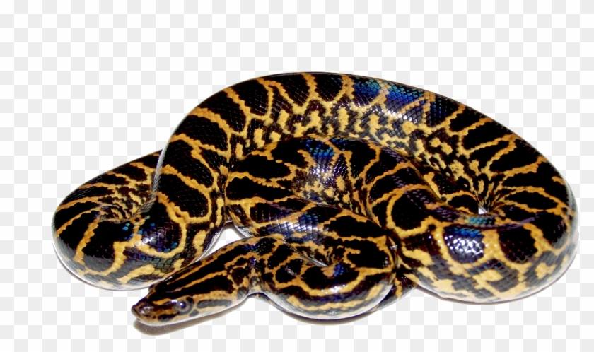 The Lord Of - Anaconda Png Clipart #2335386