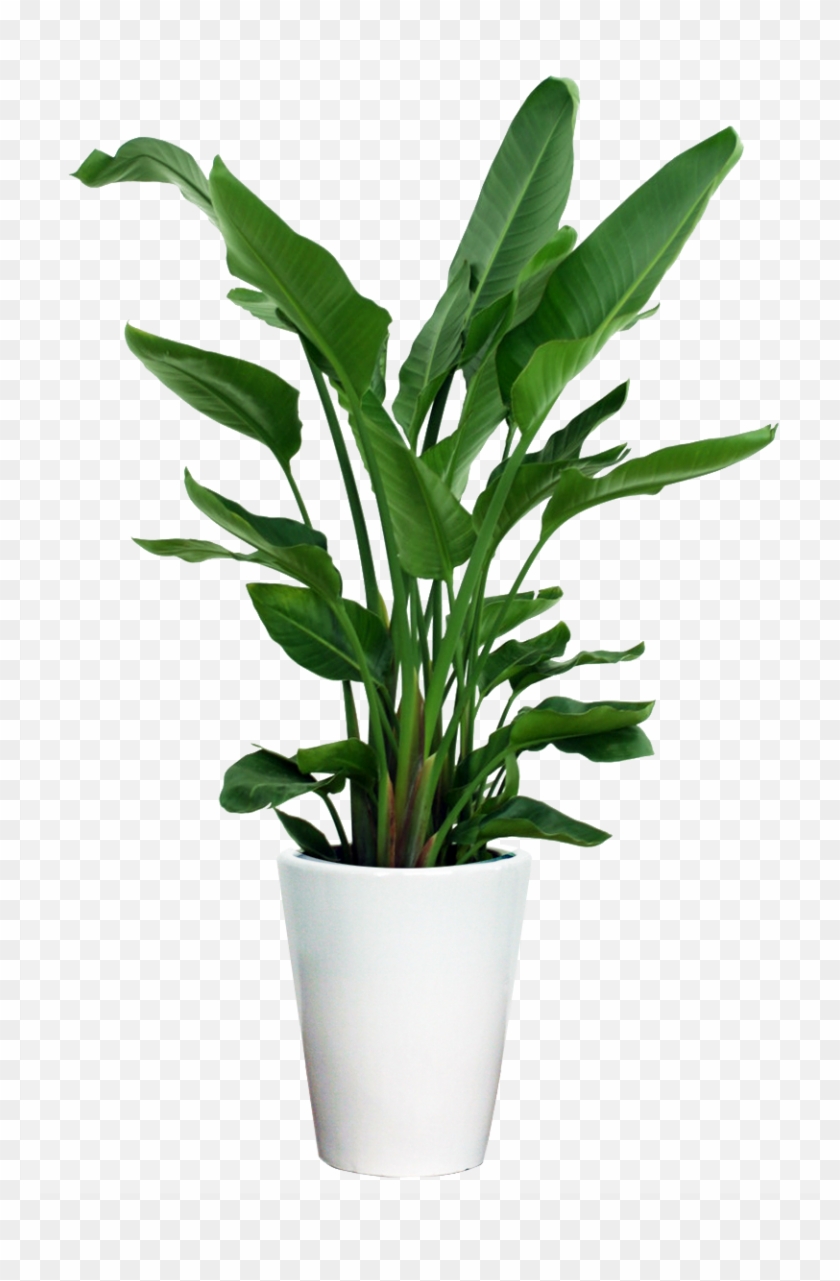 Download Indoor House Plant Transparent Clipart Png Download - PikPng