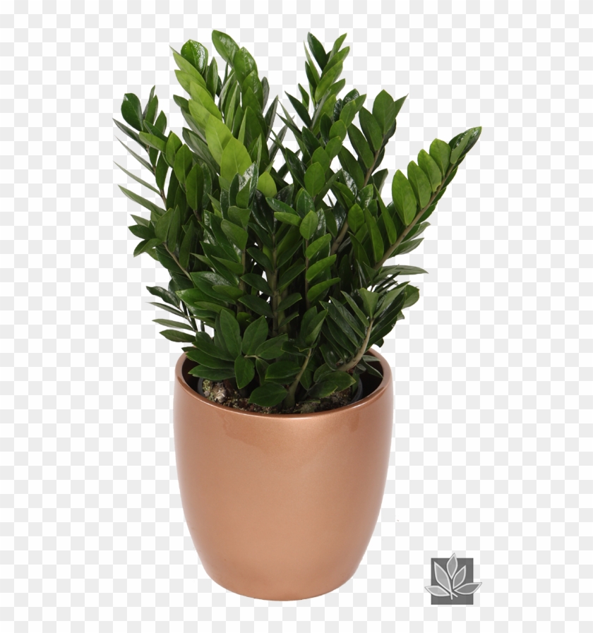Zamioculcas Zamiifolia Or 'zz' Plant - Indoor Welcome Plant Clipart