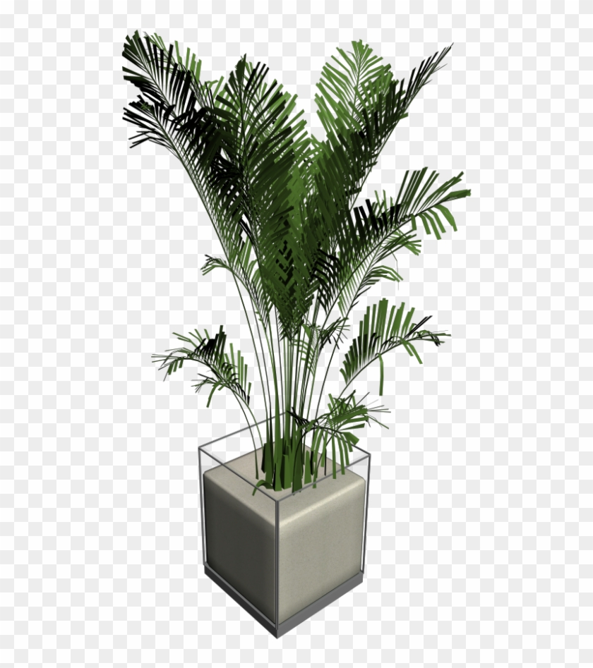 House Palm - Png Pflanze - Houseplant Clipart