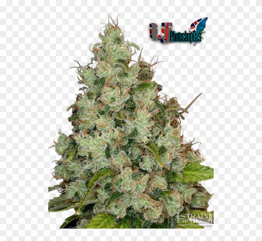 Weed - White Feather Clipart