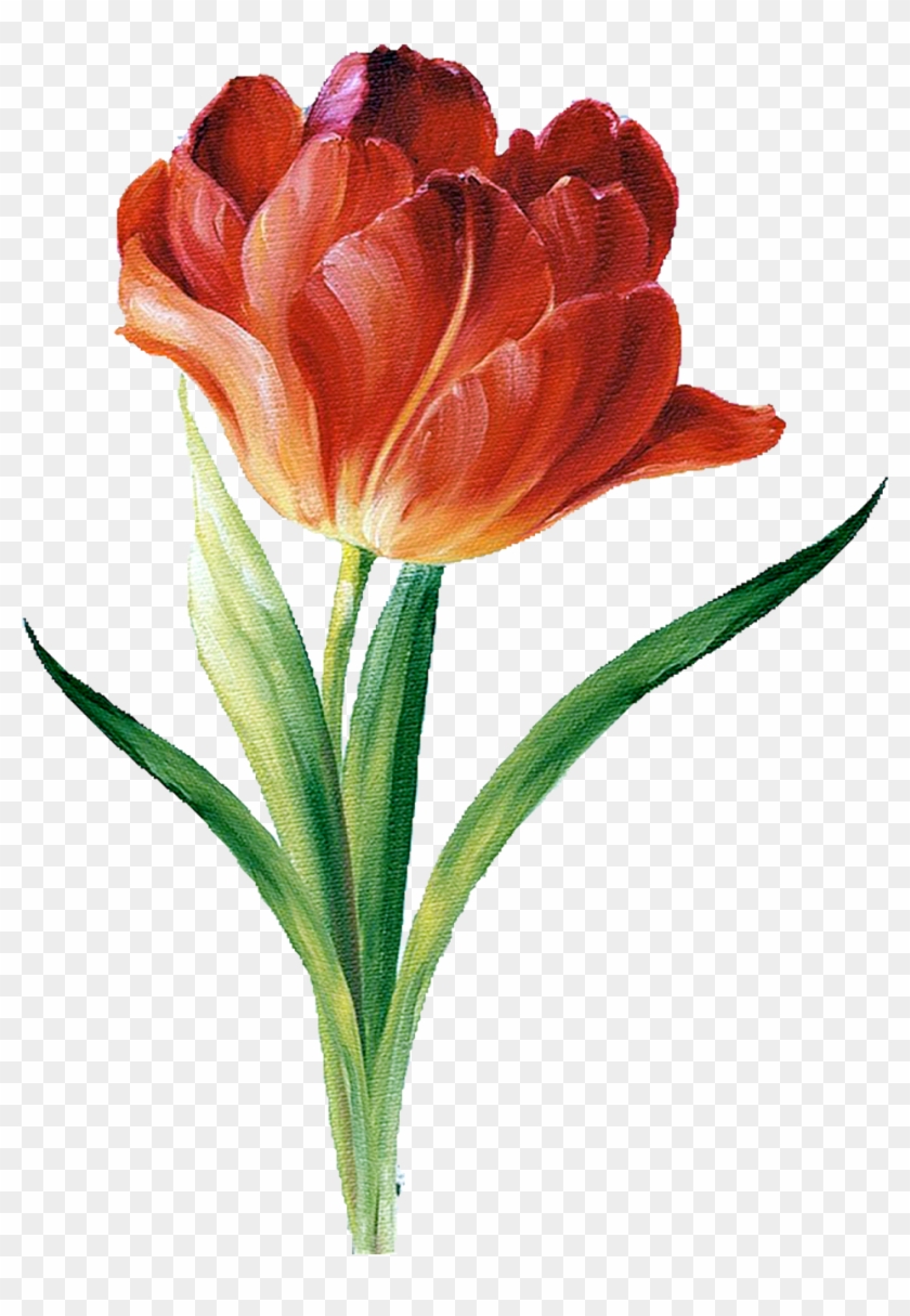 Flower Silhouette, Botanical Illustration, Illustration - Çiçek Tumblr Png Clipart