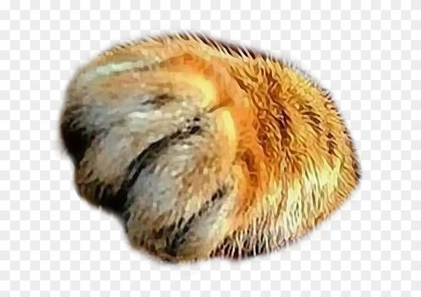 #catspaw #southpaw #kittypaw #cat #paws #feline #paw - Malacosoma Disstria Clipart #2337394