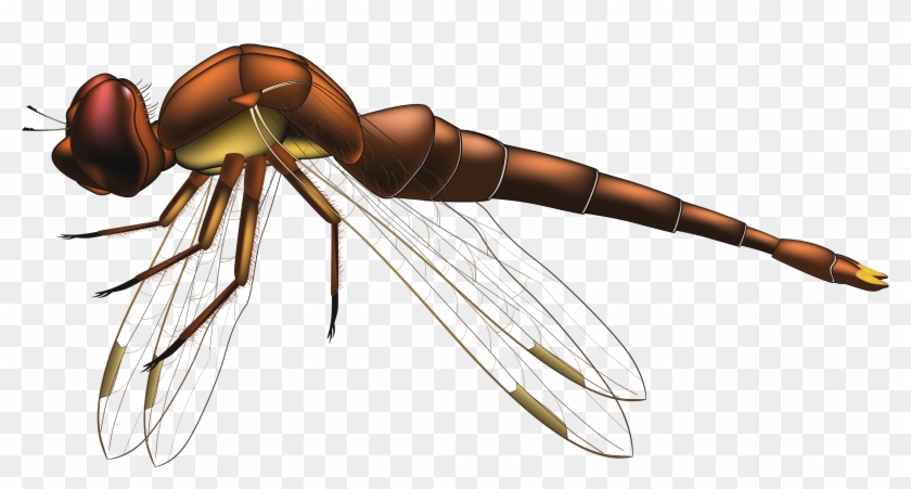 Dragonfly Brown Png Clip Art - Clip Art Transparent Png