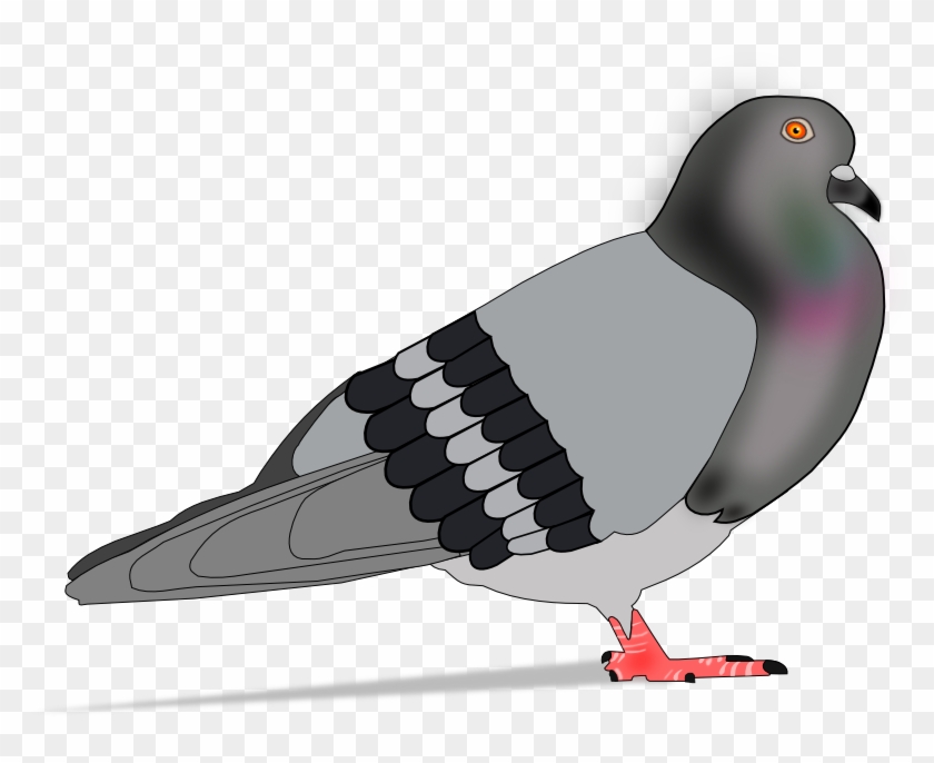 Img-paloma - Rock Dove Clipart #2337652