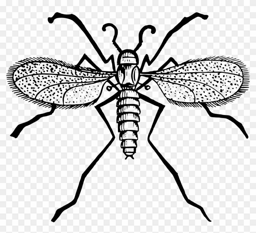 Horse - Gnat Clipart - Png Download