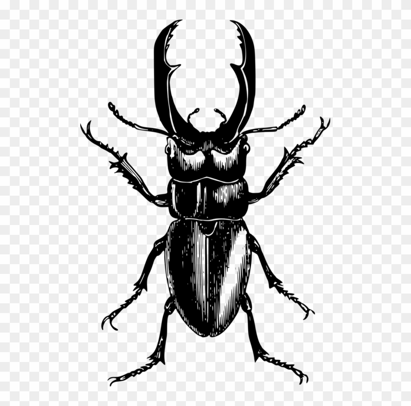 Stag Beetle Mosquito Rhinoceros Beetles Japanese Rhinoceros - Stag Beetle Black And White Png Clipart #2337717