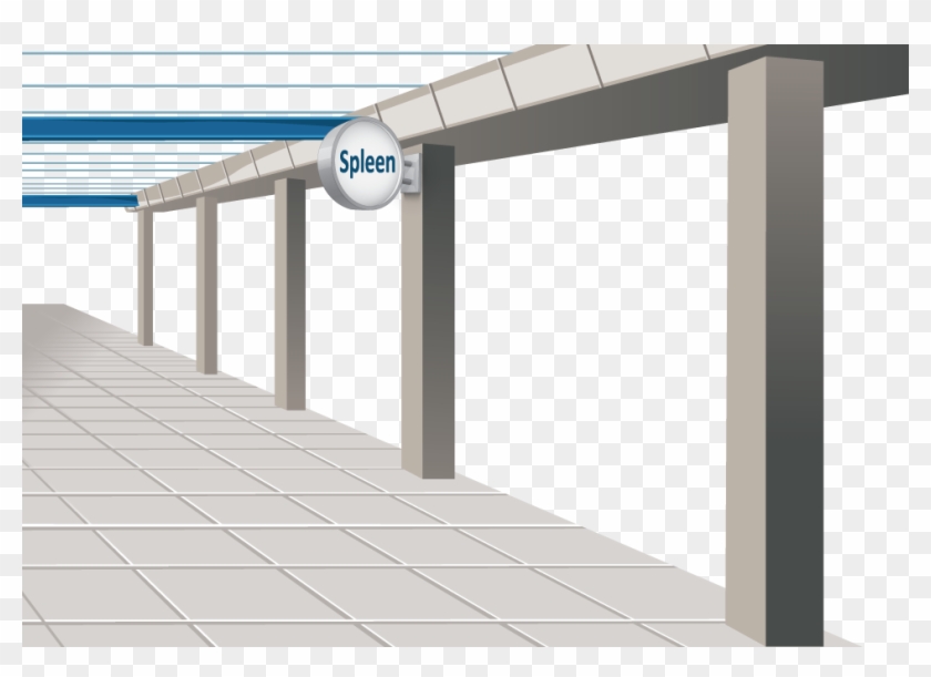 Journey Of A Bilirubin 03 Screen - Architecture Clipart