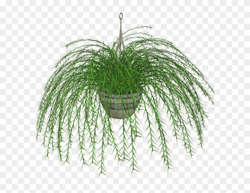 Hanging Ivy Png - Hanging Plant With Transparent Background Clipart