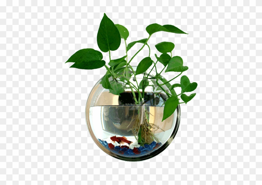 Lightbox Moreview - Hanging Clear Fish Bowls Clipart