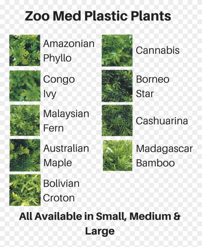 Quick View - Tree Clipart #2341408