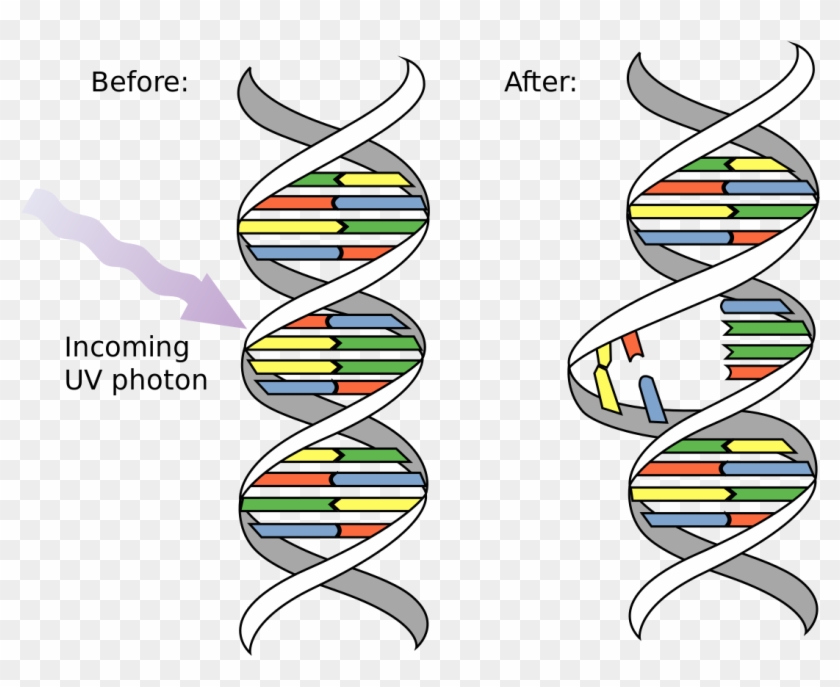 Pyrimidine Dimer - Dna Mutation Clipart #2341415