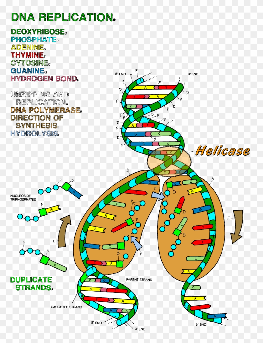 Dna The Double Helix Coloring Worksheet - Dna Transcription Coloring Worksheet Clipart #2341468