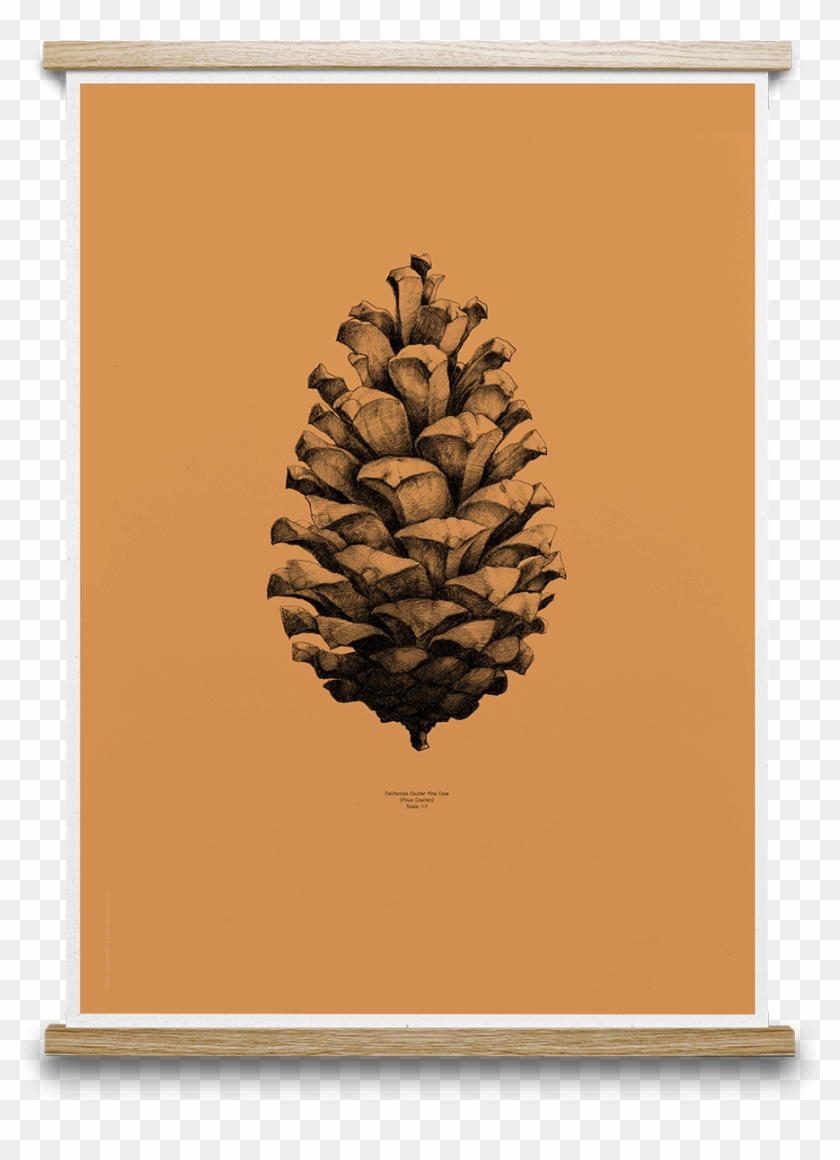 Pine Cone Orange Wish List Pinterest - Pinecone Drawing Clipart #2342326