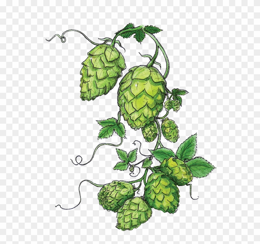Hops Png - Hops Vintage Clipart