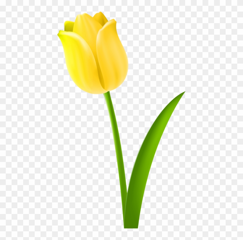 Tulip Drawing Cut Flowers Petal - Drawing Of Tulip Flower Colour Clipart