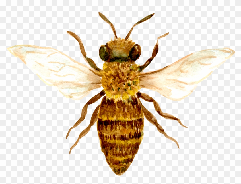 Net-winged Insects Clipart